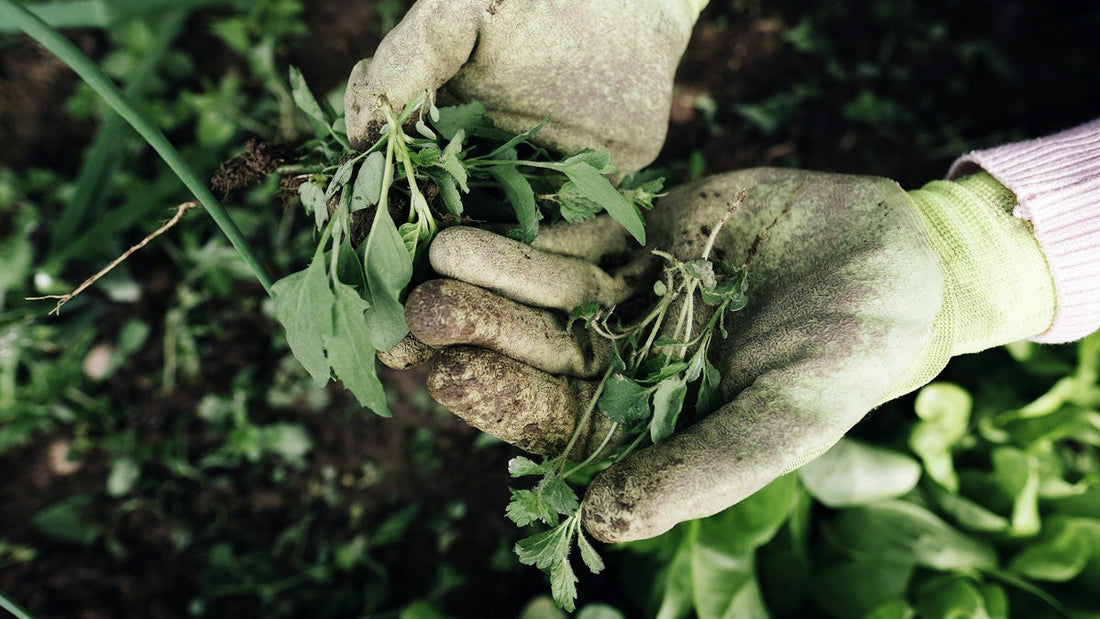 Composting Weeds