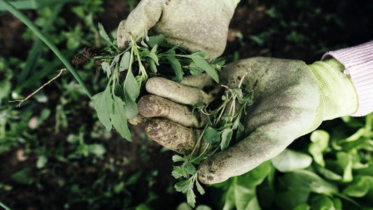 Composting Weeds